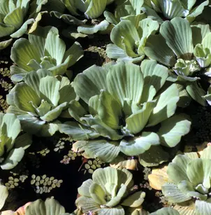 Water Lettuce (Pistia stratiotes)