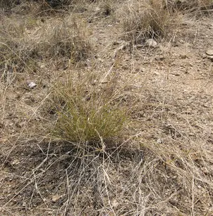 Lehmann Lovegrass (Eragrostis lehmanniana)