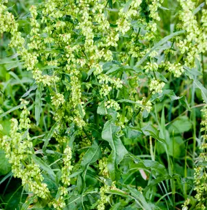 Curly Dock (Rumex crispus)