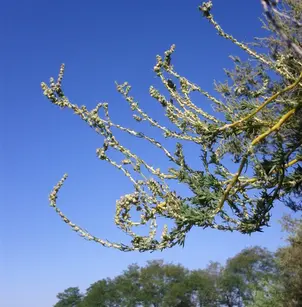 Forage Kochia (Bassia prostrata)