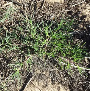 Barbwire Russian Thistle (Salsola paulsenii)