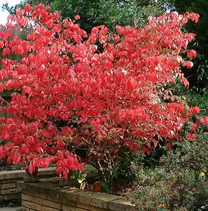 Burning Bush (Euonymus alatus)
