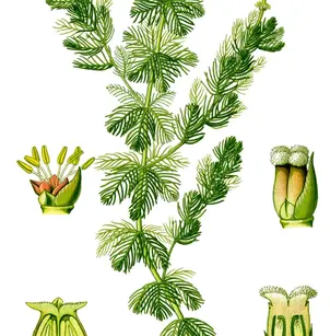 Eurasian Watermilfoil (Myriophyllum spicatum)