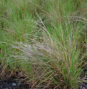 Tanglehead (Heteropogon contortus)