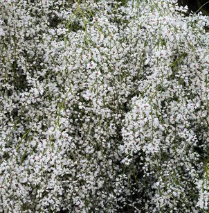 Bridal Broom (Retama monosperma)