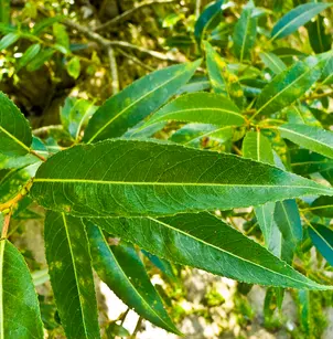 Crack Willow (Salix fragilis)