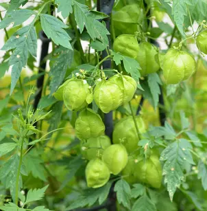 Balloon Vine (Cardiospermum halicacabum)