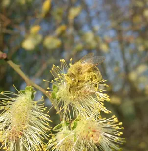 Large Gray Willow (Salix atrocinerea)
