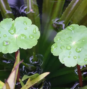 Floating Marshpennywort (Hydrocotyle ranunculoides)