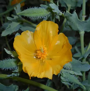Horned Poppy (Glaucium flavum)