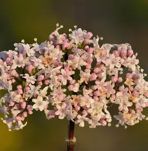 Garden Valerian (Valeriana officinalis)