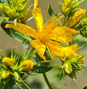 Common St. Johnswort (Hypericum perforatum)