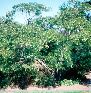 Silk Tree (Albizia julibrissin)