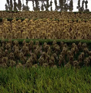 Rice (Oryza sativa)