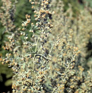 Absinthium (Artemisia absinthium)