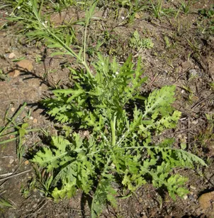 Santa Maria Feverfew (Parthenium hysterophorus)