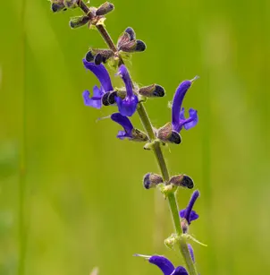 Introduced Sage (Salvia pratensis)