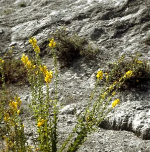 Dalmatian Toadflax (Linaria dalmatica)