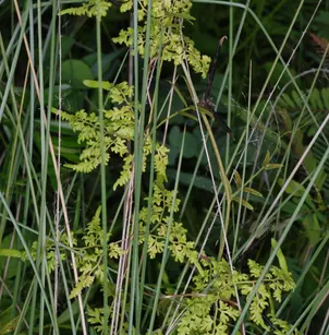 Climbing Fern (Lygodium japonicum)