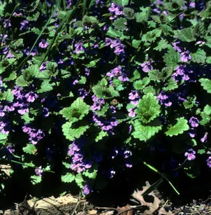Ground Ivy (Glechoma hederacea)