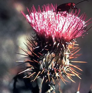 Yellowspine Thistle (Cirsium ochrocentrum)