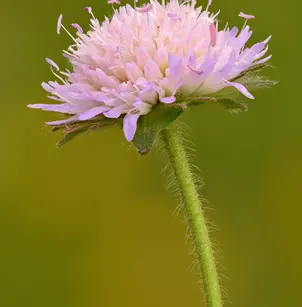 Field Scabiosa (Knautia arvensis)