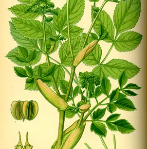 Woodland Angelica (Angelica sylvestris)
