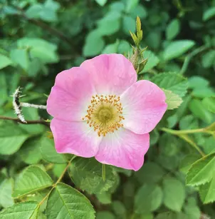Sweet Briar Rose (Rosa rubiginosa (R.eglanteria))