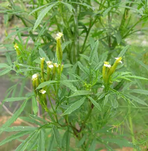 Muster John Henry (Tagetes minuta)