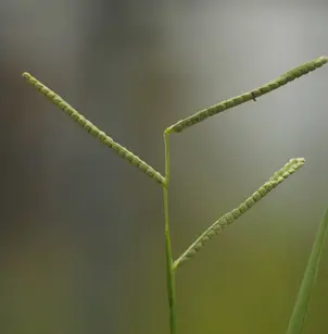 Kodomillet (Paspalum scrobiculatum)