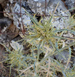 Whitestem Distaff Thistle (Carthamus leucocaulos)