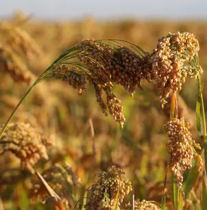 Proso Millet (Panicum miliaceum)