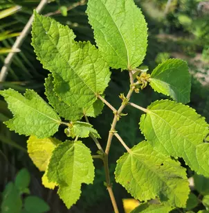 Sacramento Burbark (Triumfetta semitriloba)