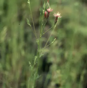 Common Crupina (Crupina vulgaris)