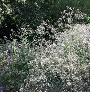 Baby's Breath (Gypsophila paniculata)