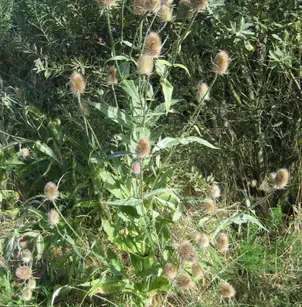 Fuller's Teasel (Dipsacus fullonum)