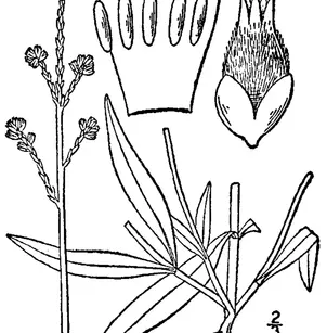 Slender Snakecotton (Froelichia gracilis)