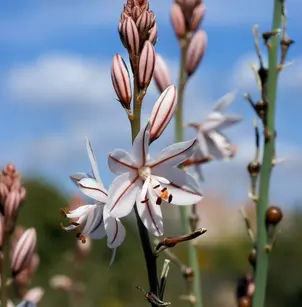 Onionweed (Asphodelus fistulosus)