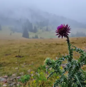 Nodding Plumeless Thistle (Carduus nutans)