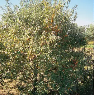 Seaberry (Hippophae rhamnoides)