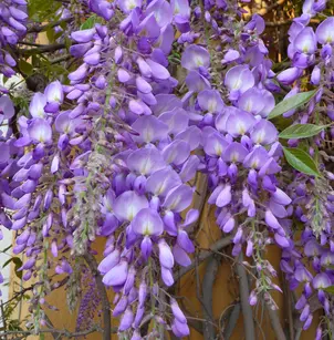 Chinese Wisteria (Wisteria sinensis)