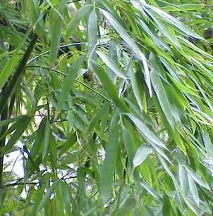 Golden Bamboo (Phyllostachys aurea)