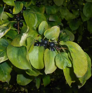 Dahurian Buckthorn (Rhamnus davurica)