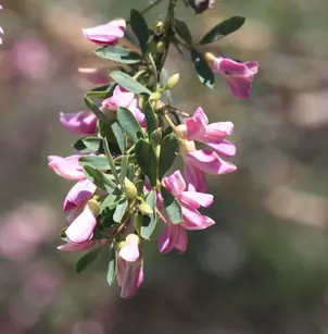 Common Salttree (Halimodendron halodendron)