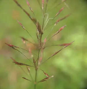 Golden False Beardgrass (Chrysopogon aciculatus)