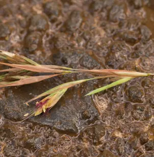 Silky Kangaroo Grass (Themeda villosa)