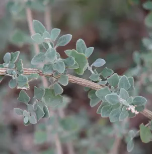 Swamp Saltbush (Atriplex amnicola)