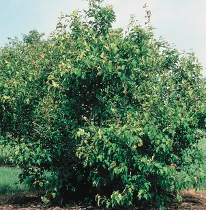 Amur Maple (Acer ginnala)