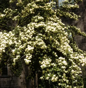 Siebold's Arrowwood (Viburnum sieboldii)