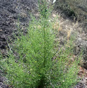 Stinkwort (Dittrichia graveolens)